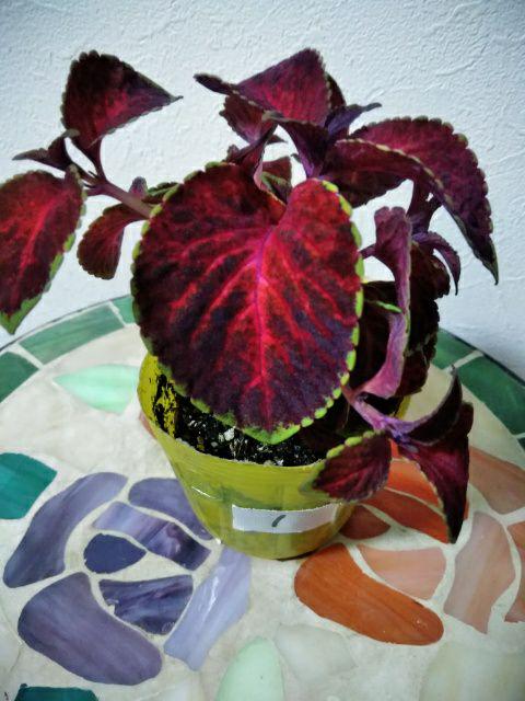 メルカリ コリウス苗 植物 観葉植物 750 中古や未使用のフリマ メルカリ コリウス苗 植物 観葉植物 750 中古や未使用のフリマ