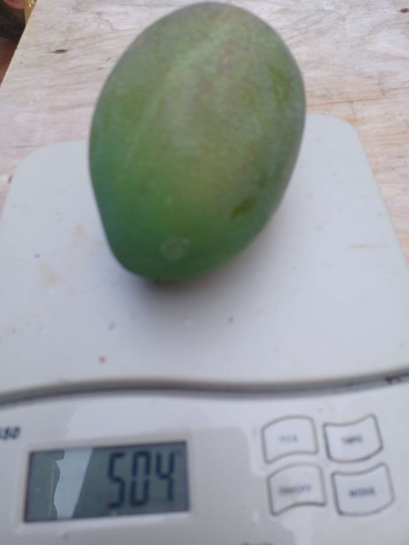 公式ショップグリーン(摘果)マンゴー大玉４キロ期間限定残りわずか