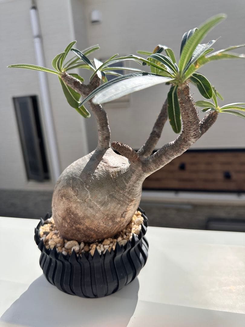 現地球 ☆発根済み☆ 抜き苗発送 パキポディウムグラキリ 現地球 ☆発根済み☆ 抜き苗発送 パキポディウムグラキリ