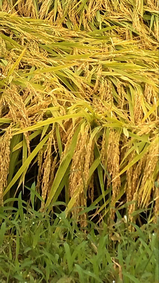 2023年産 コシヒカリ 10kg 福島県産