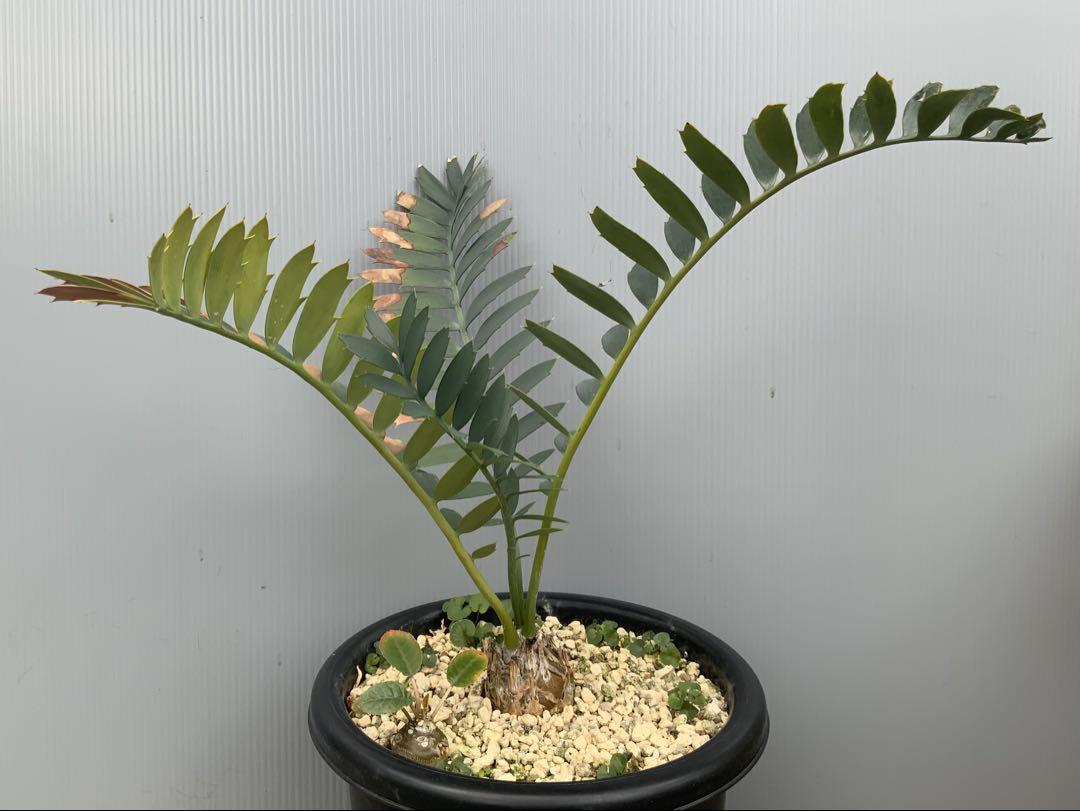 Encephalartos arenarius (多肉植物・サボテン・塊根)