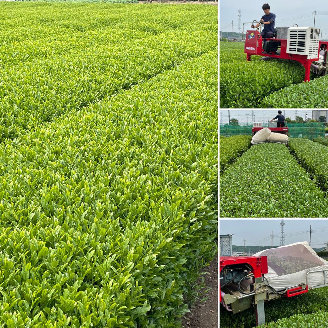 【専用】新茶☆煎茶x6本(令7年産)一番茶☆深蒸し緑茶☆日本茶☆お茶☆狭山茶