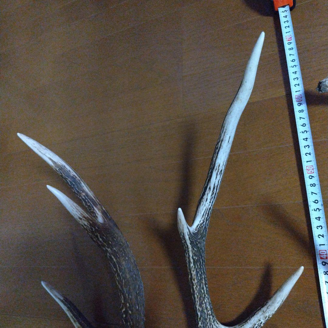 鹿の角 シカのツノ５本セット約60cm 約47cm おまけに休耕田からでた破損角