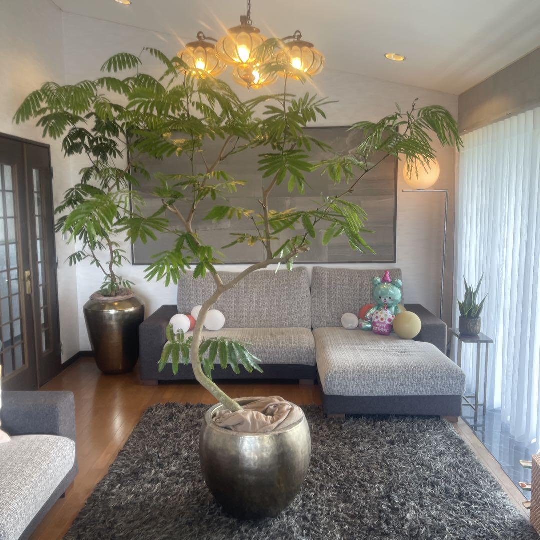 エバーフレッシュ　大型　幹太　曲がり樹形　観葉植物　カッシーナ　アクタス