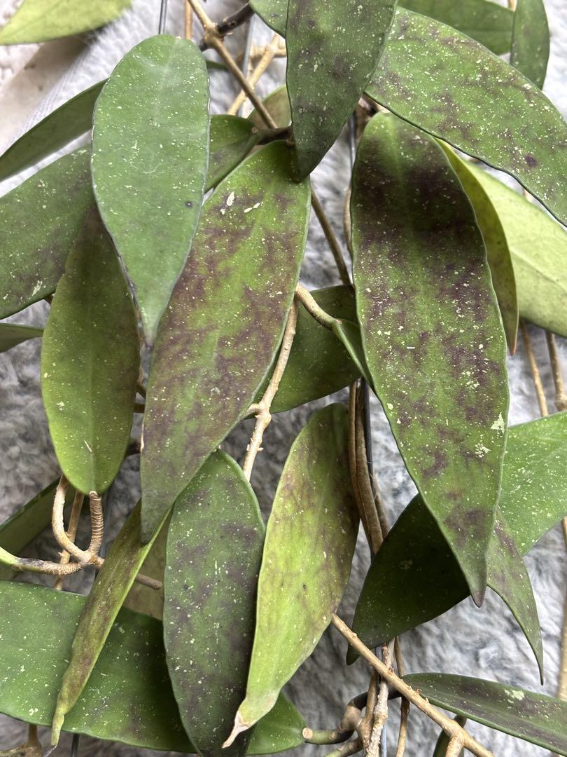 Hoya scortechinii pink