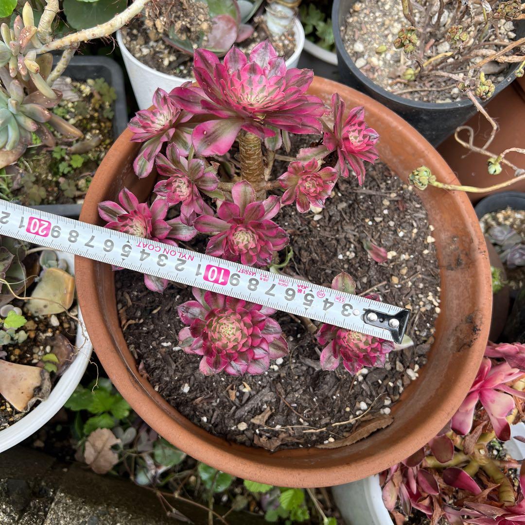 多肉植物。 紅銅壷法師錦11頭抜き苗（微根） - メルカリ