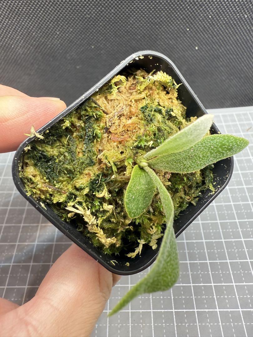 ビカクシダ　 P.FSQ Dwarf pup 株分子株出品 ビカクシダ P.FSQ Dwarf pup 株分子株出品