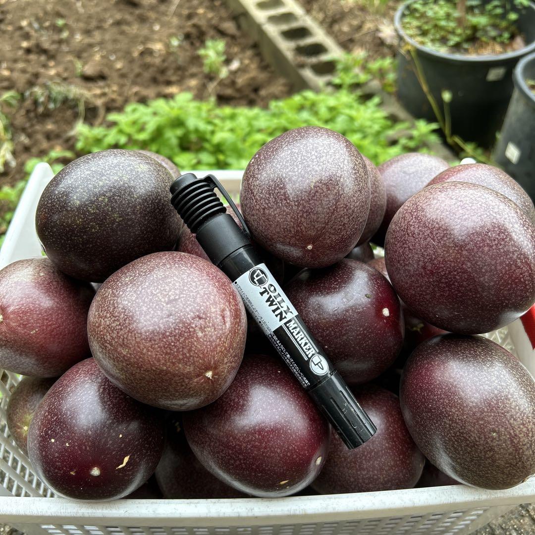 2L玉2.0kg+規格外500g パッションフルーツ - メルカリ 2L玉2.0kg+規格外500g パッションフルーツ - メルカリ