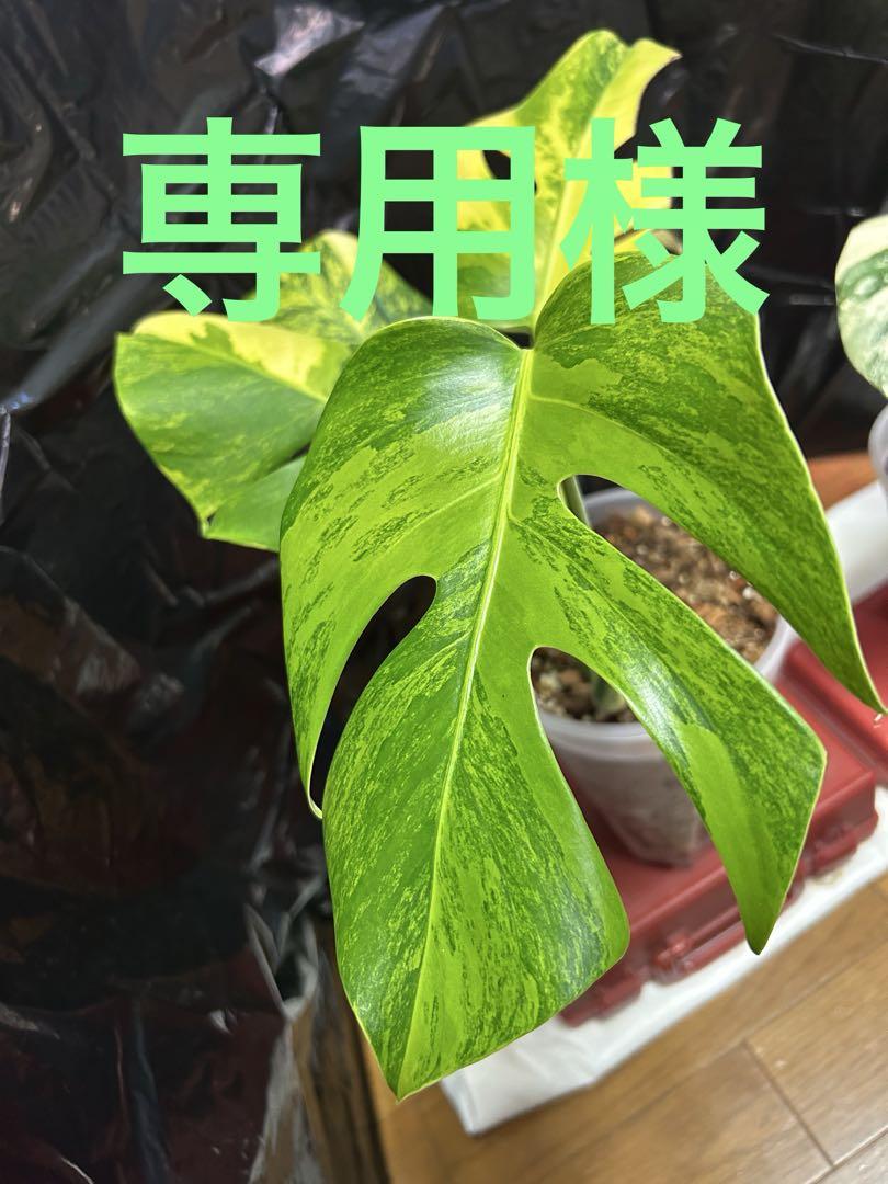 モンステラボルシギアナオーレア黄色斑クリア鉢植え発送