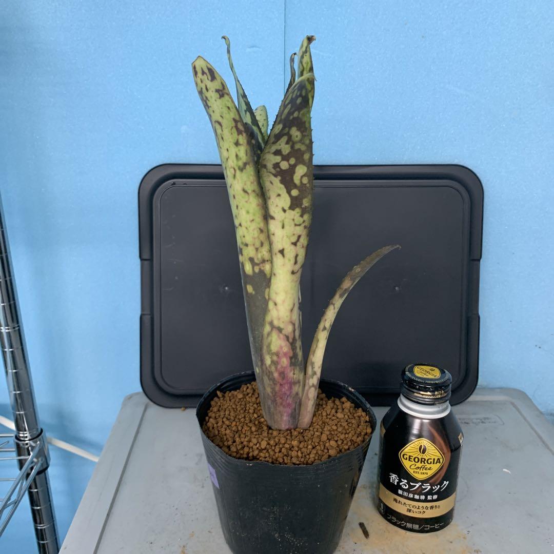 Billbergia 'Midnight Sun'（ビルベルギア ミッドナイトサン）の