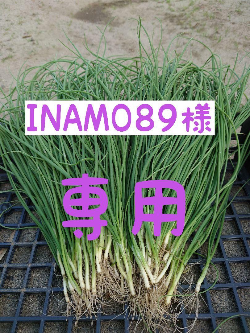 玉ねぎ苗【⭕レッドグラマー1000本⭕】【野菜苗】【玉葱苗】