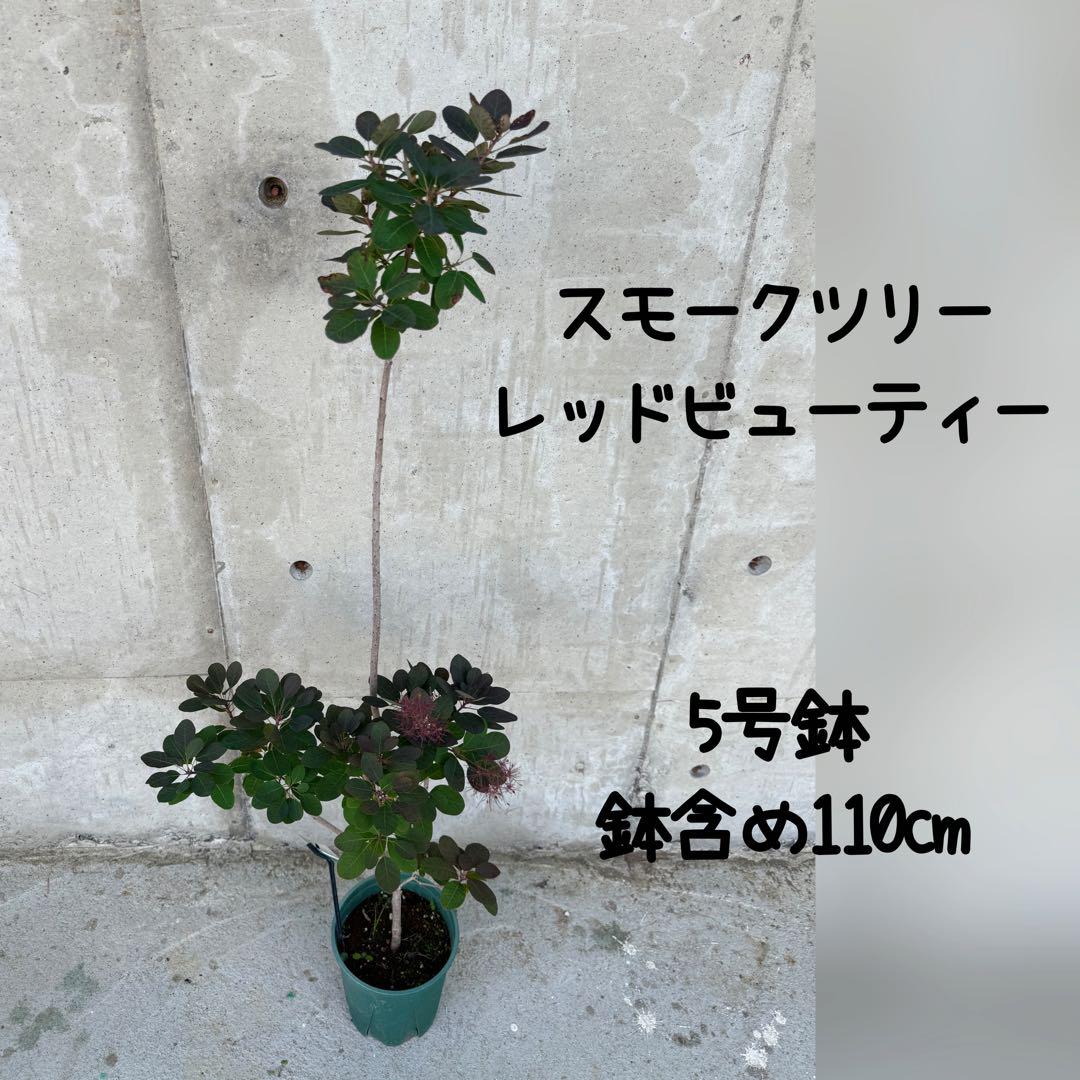 スモークツリー レッドビューティー 5号鉢 - メルカリ