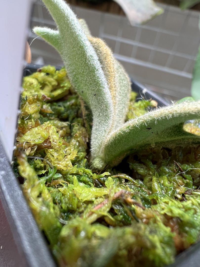 ビカクシダ P.willinckii 'Bacteria' spore