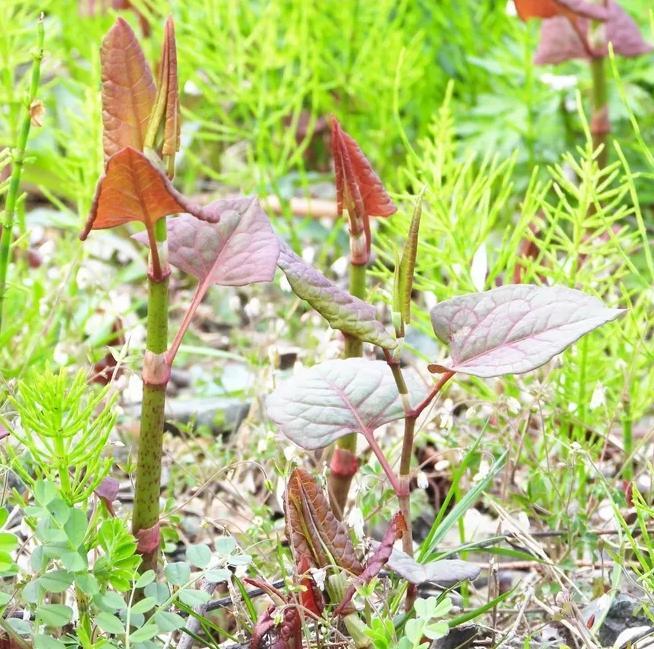 2月入荷 20粒+ ユッカ ロストラータ 種 種子 植物検疫証明書あり
