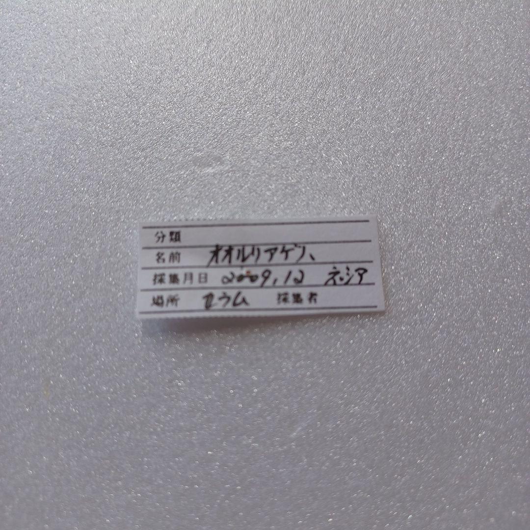 蝶標本 オオルリアゲハ - メルカリ