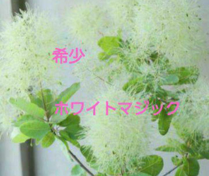 スモークツリー　ホワイトマジック 　1 苗穂