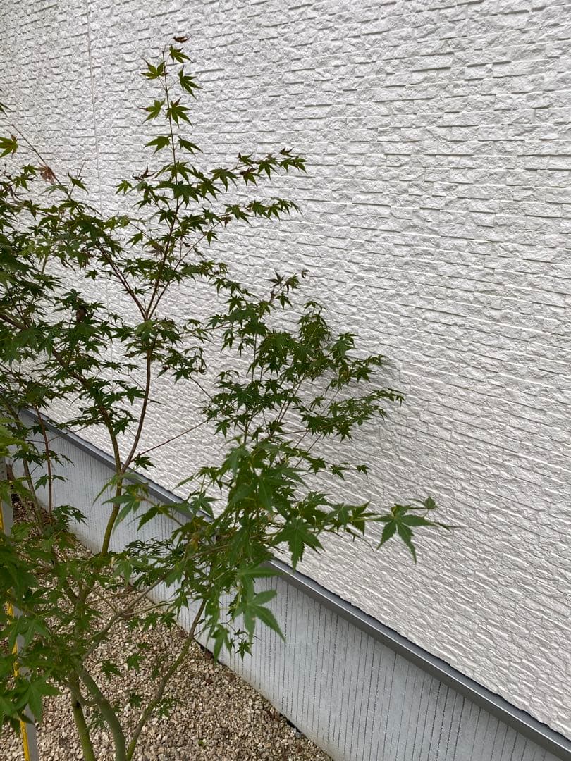 樹高H1.4m目立った傷や汚れなし