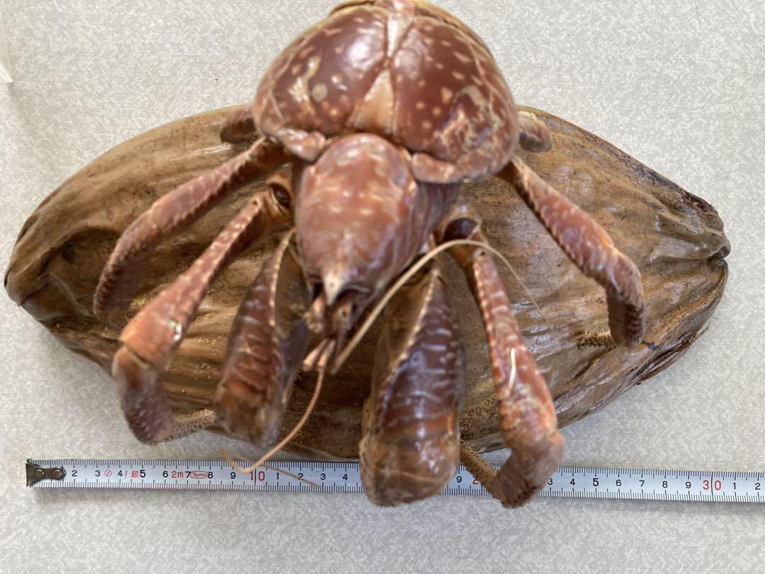 本物ヤシガニのお土産品