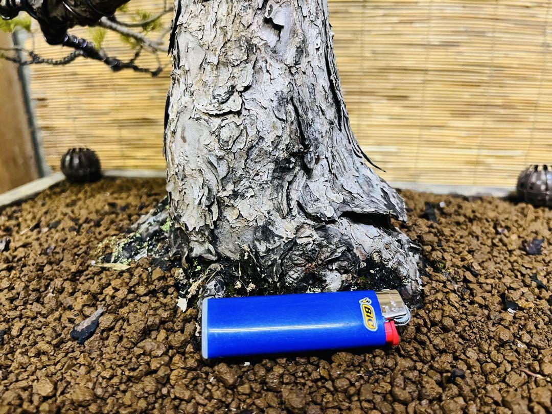 盆栽