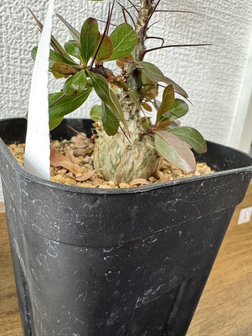 カクタスグリーン