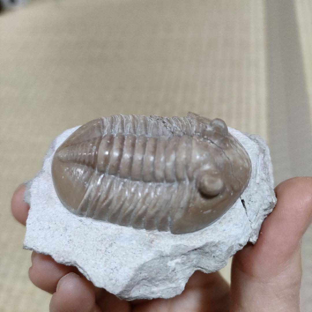 三葉虫の化石