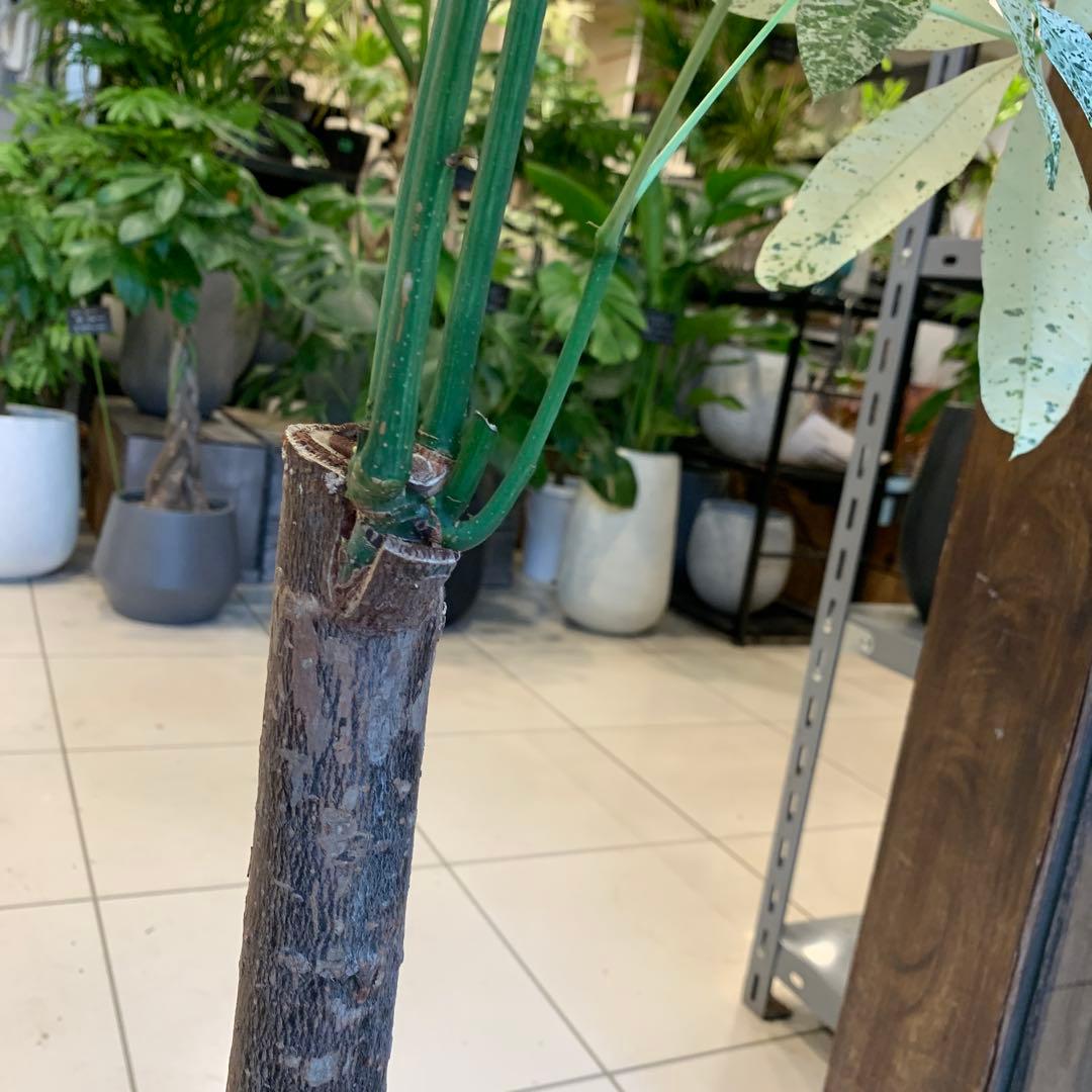 パキラ ミルキーウェイ パキラ ミルキーウェイ