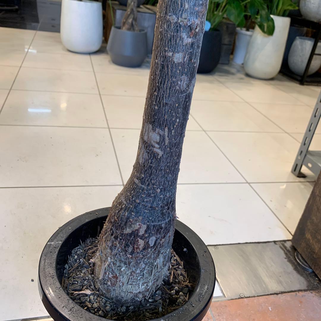 パキラ ミルキーウェイ パキラ ミルキーウェイ