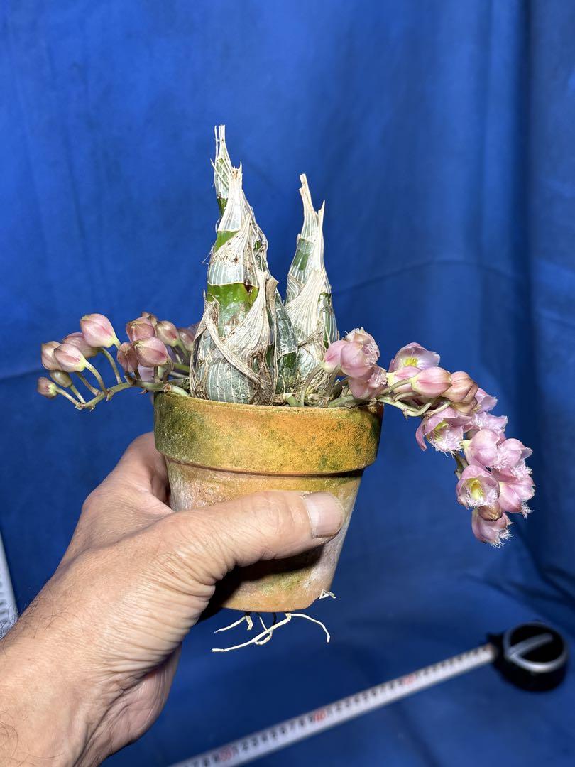 111 タケノコラン　Clowesia 'Queen Canon (OG) 111 タケノコランClowesia 'Queen Canon (OG)