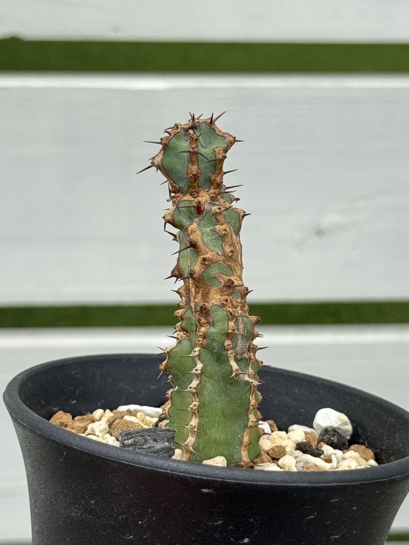 ②激レア☆ 矢毒麒麟綴化 矢毒キリン ヤドクキリン 幅8.4cm