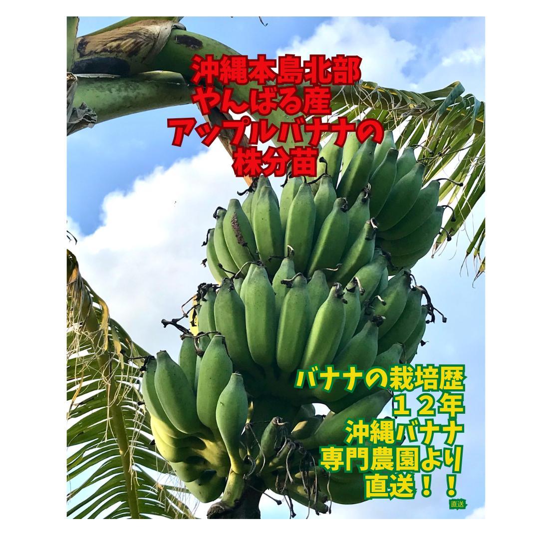 植え付け最適期！沖縄本島産　アップルバナナ、アイスクリームバナナの苗セット！