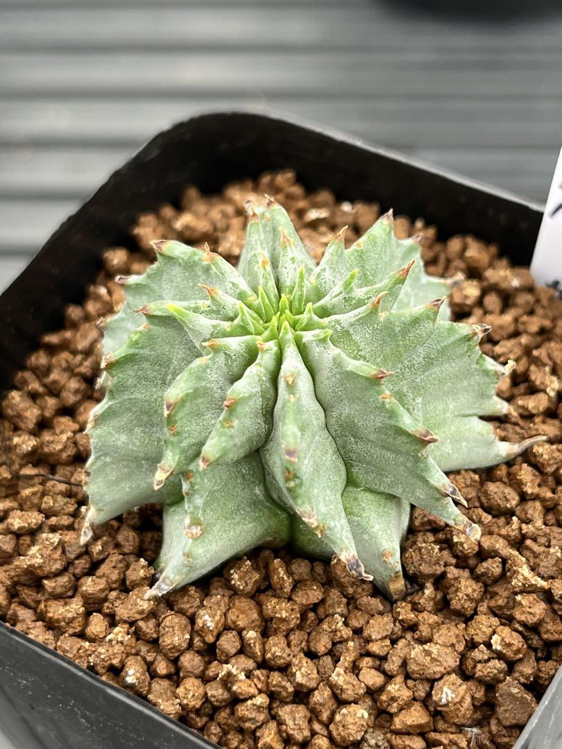 ユーフォルビア　極太アルバ　カキコ苗 ユーフォルビア 極太アルバ カキコ苗