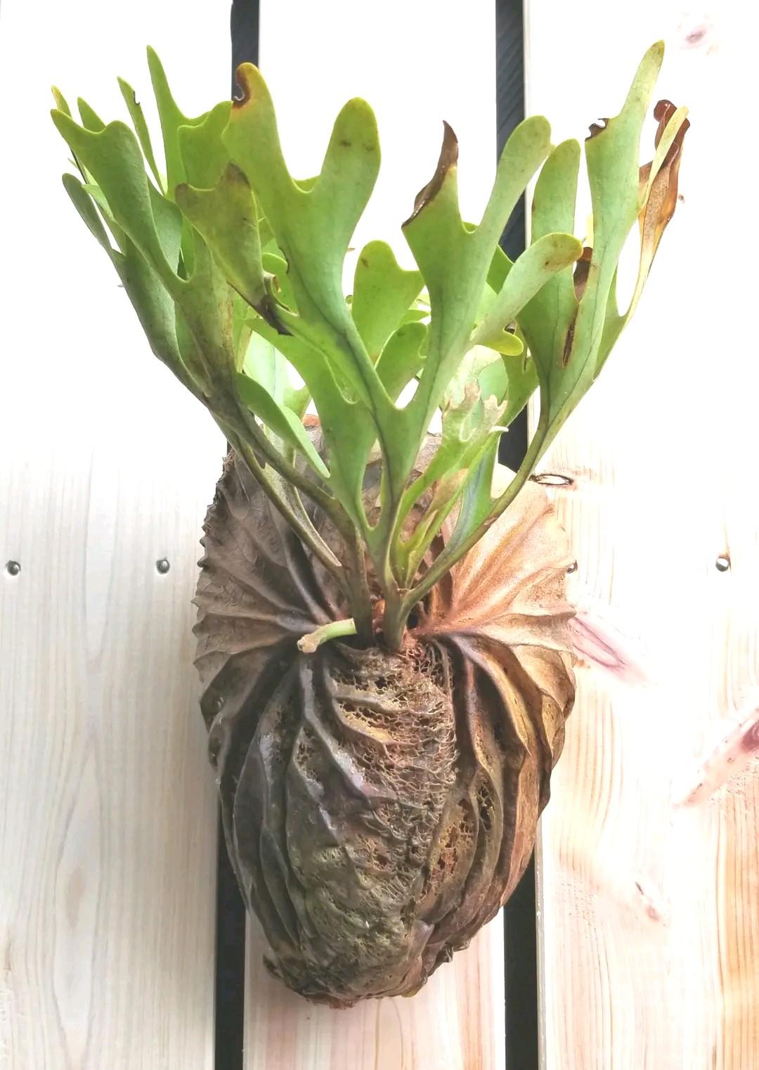 柔らかい ビカクシダ 観葉植物 リドレイ 植物 観葉植物 Eca E Com 柔らかい ビカクシダ 観葉植物 リドレイ 植物 観葉植物 Eca E Com