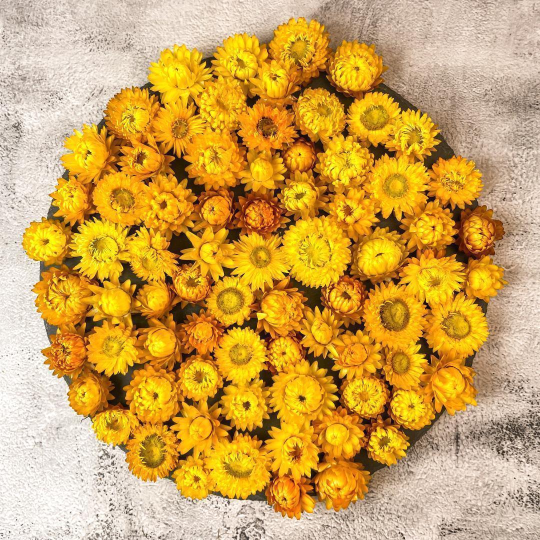 細工 ヘリクリサム ドライフラワー イエロー 花材 ハンドメイド素材