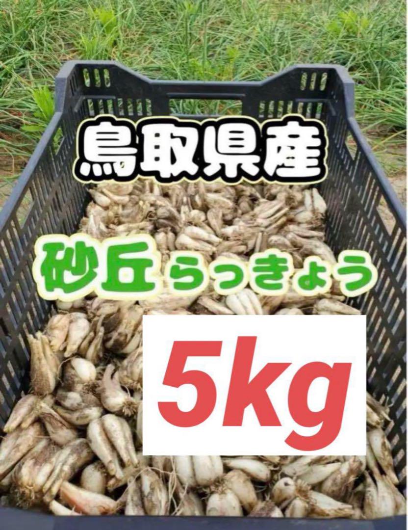 鳥取県産　砂丘　らっきょう　５ｋｇ　無農薬