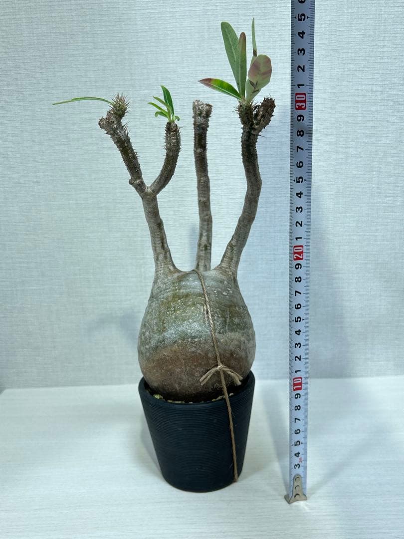 パキポディウム•グラキリス④