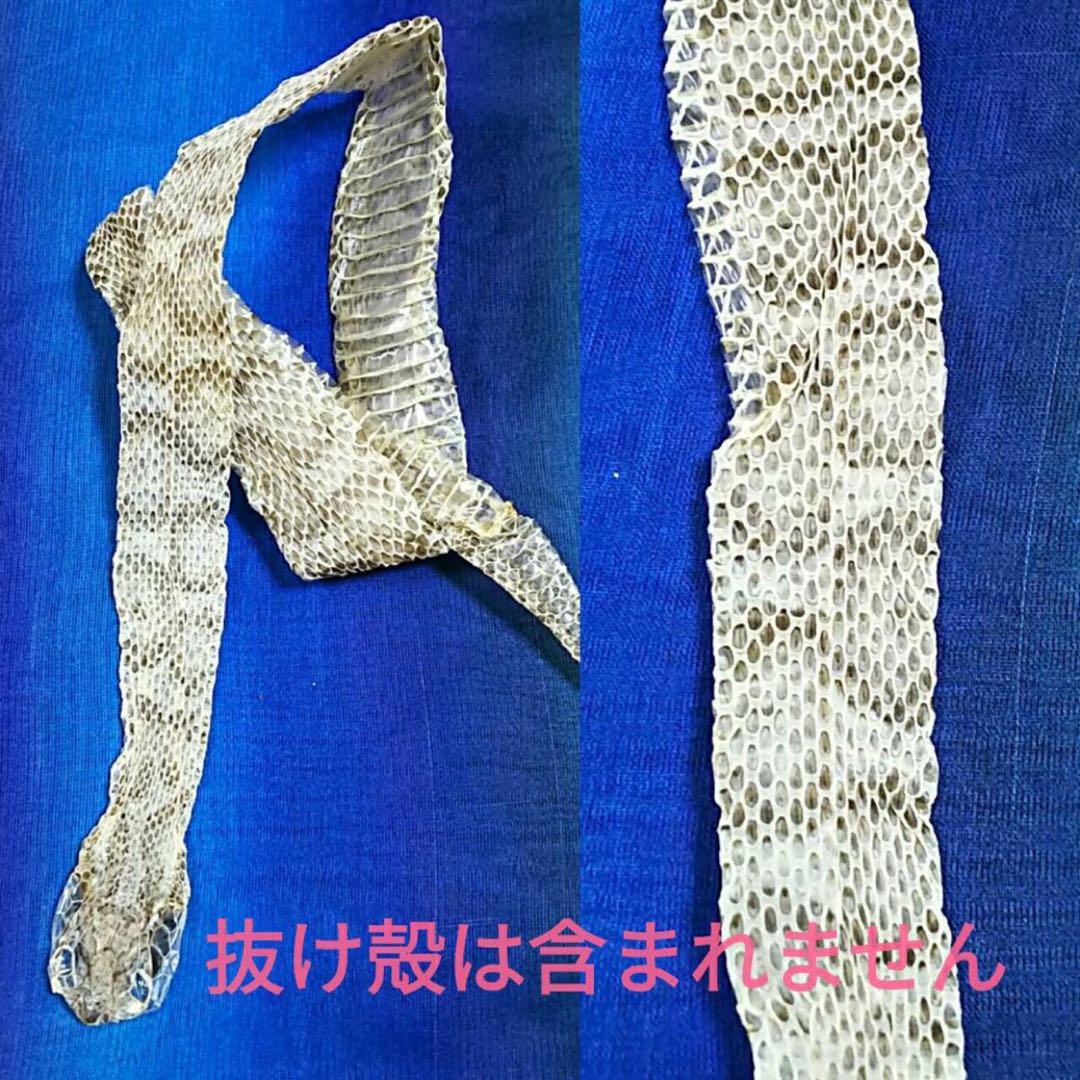 龍神 白蛇 マムシ スペシャル お守り レア 帯 龍 金龍 純金 お金 龍神 白蛇 マムシ スペシャル お守り レア 帯 龍 金龍 純金 お金