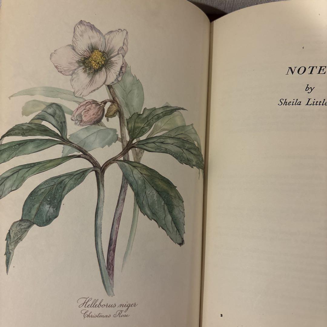 519②Elsa Felsko 植物図鑑植物画洋書古書ボタニカルアート