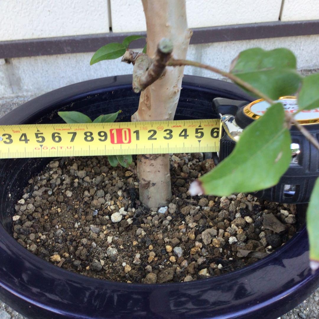 ジャボチカバ 大葉種 花芽付き - メルカリ