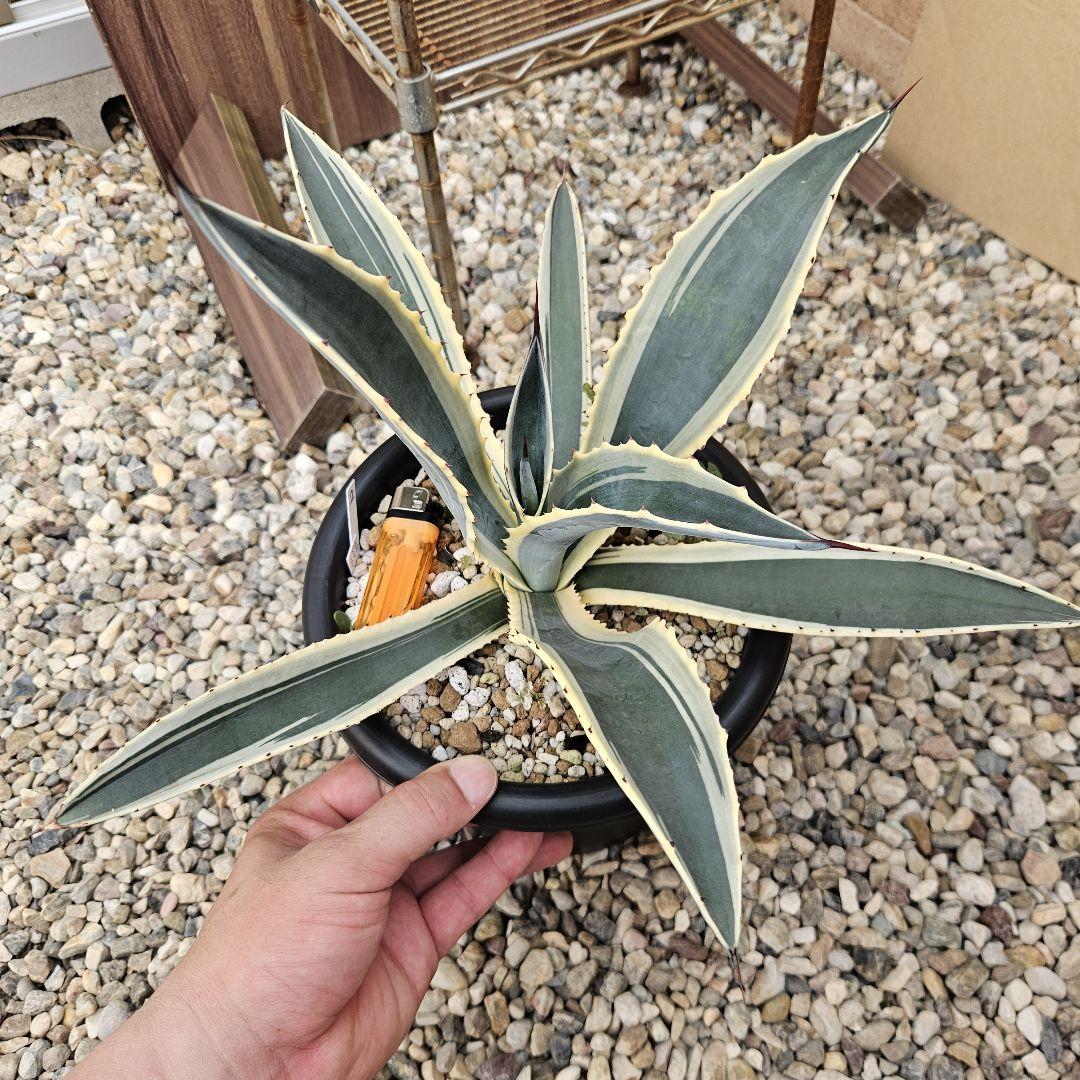 agave アガベ コルディレレンシス錦 ②