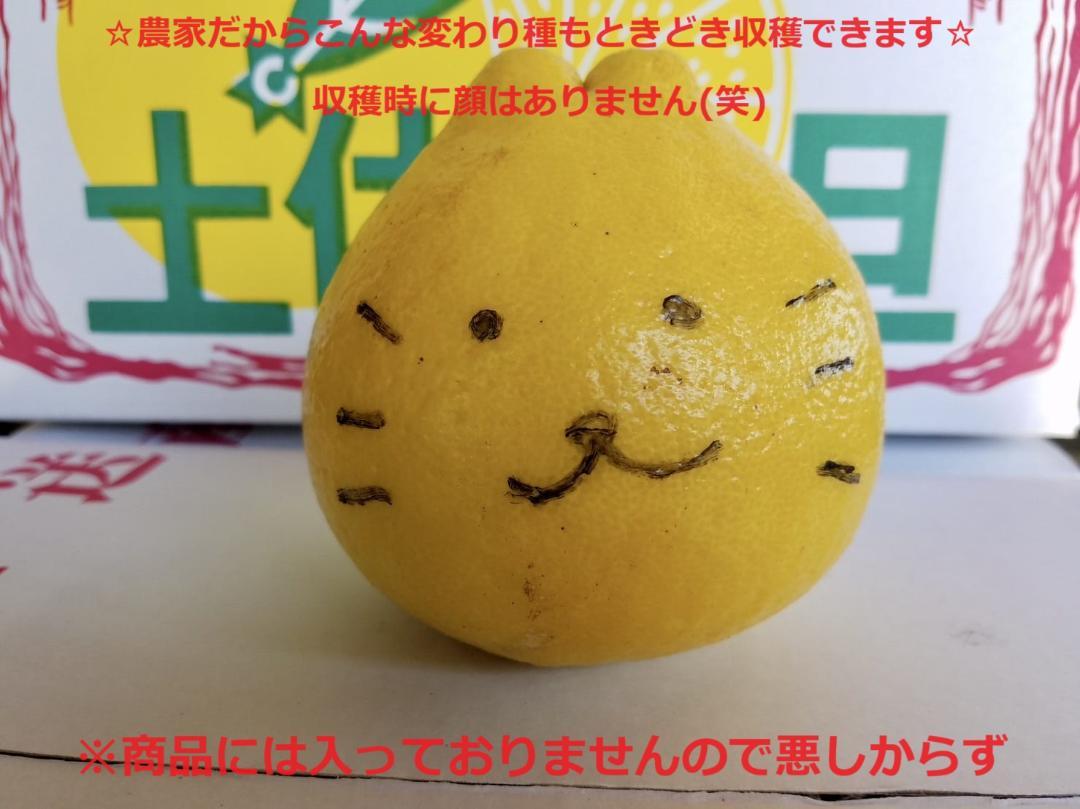 クリス　土佐文旦　約20kg　Ⅿサイズ　農家直送