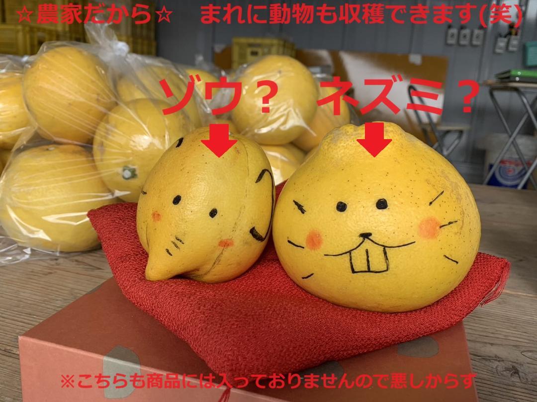クリス　土佐文旦　約20kg　Ⅿサイズ　農家直送
