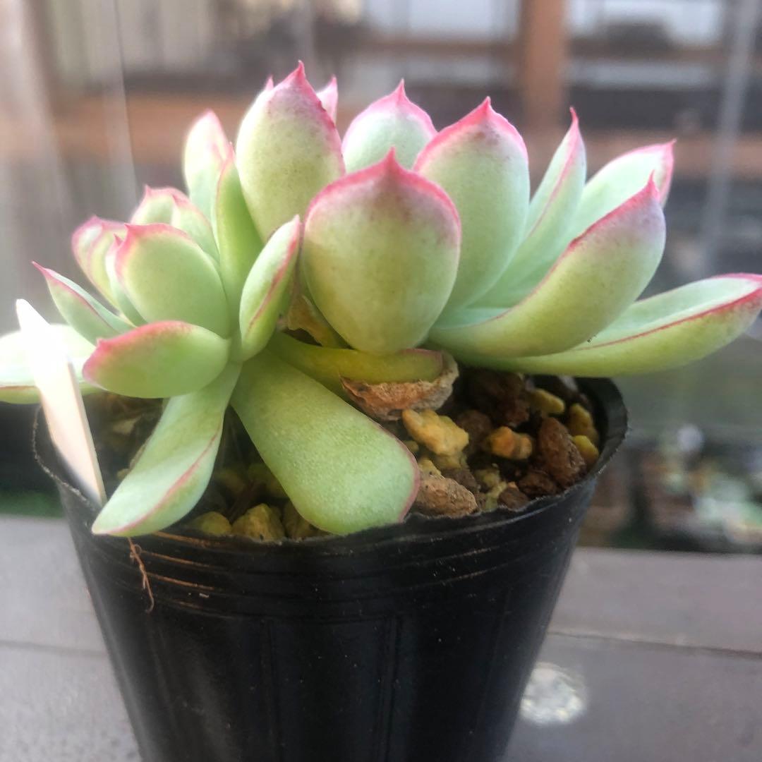 多肉植物 花月夜