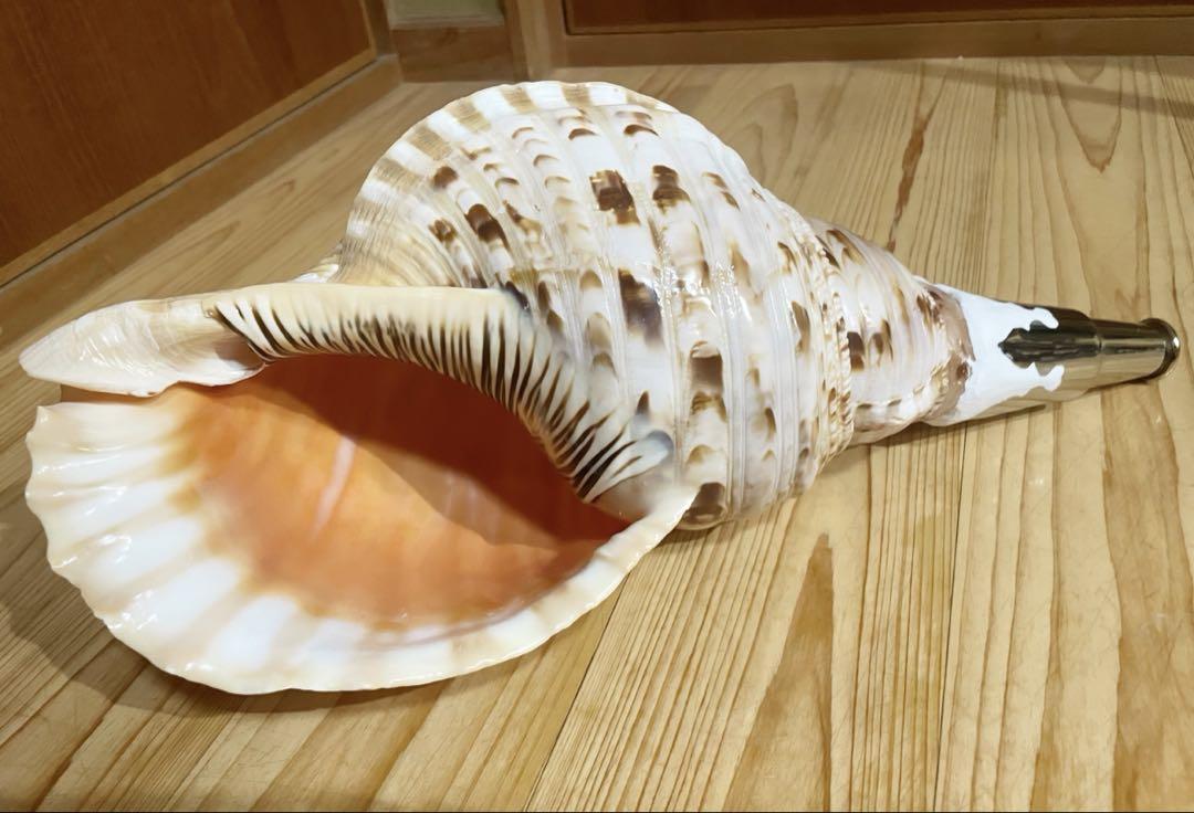 特大修験道法螺貝42㎝　山伏　密教　魔除け　熊よけ❣️ほら貝　ホラガイ