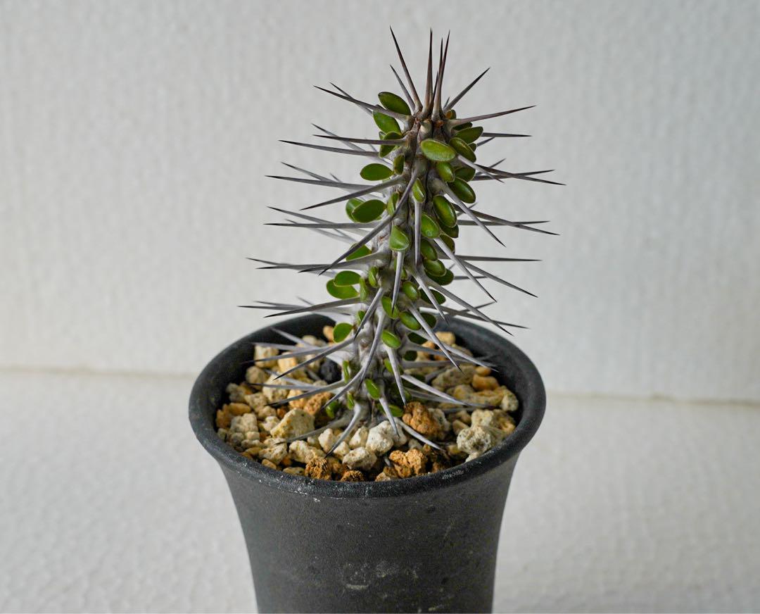 大注目 アローディア メルカリ - モンタグナッキー その他多肉植物