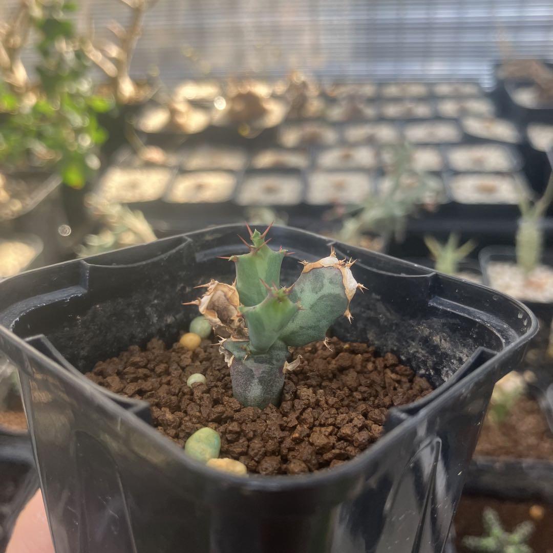 ユーフォルビア　クラビゲラ　実生　コーデックス　塊根植物　パキポディウム