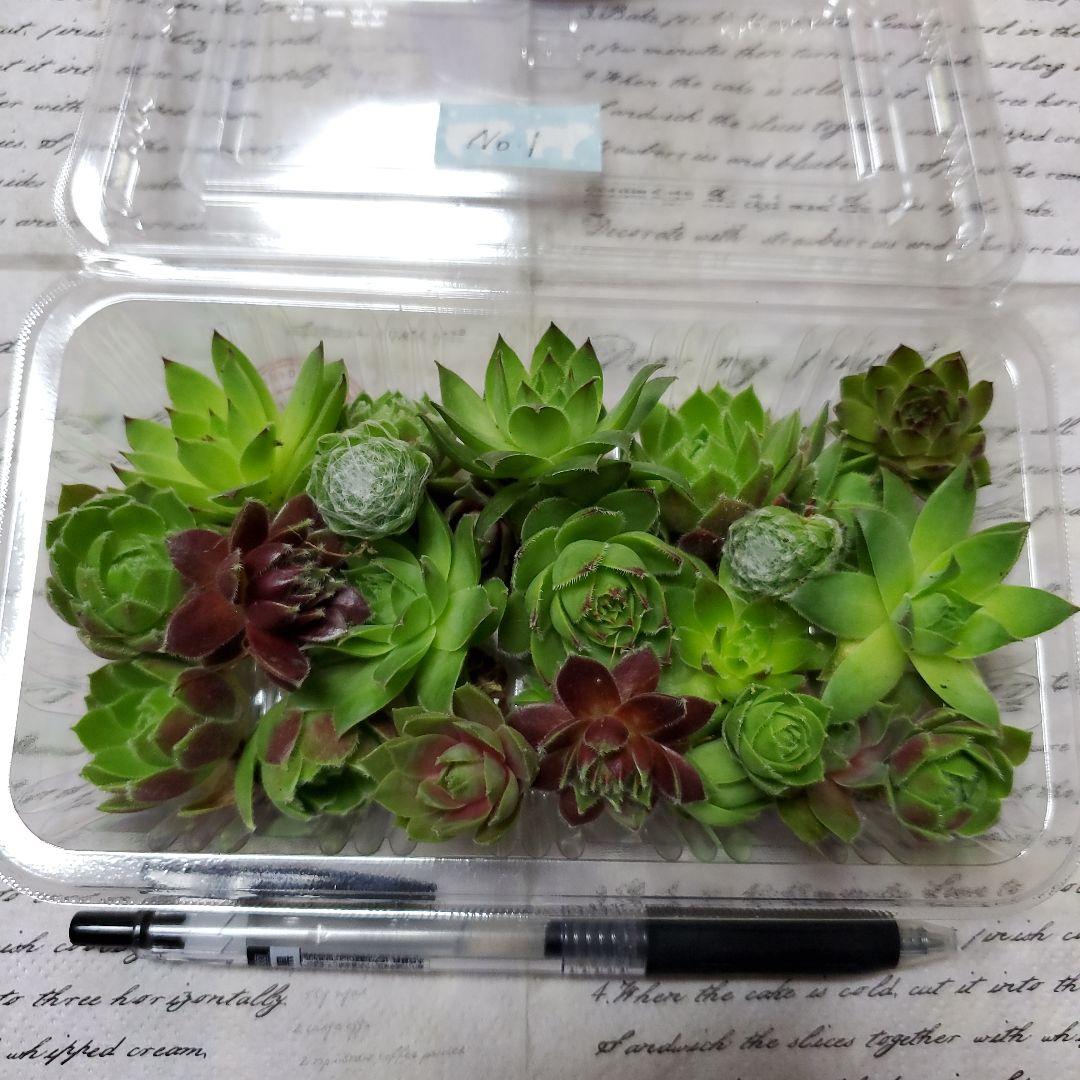 色とりどり、センペルビウム札落ち