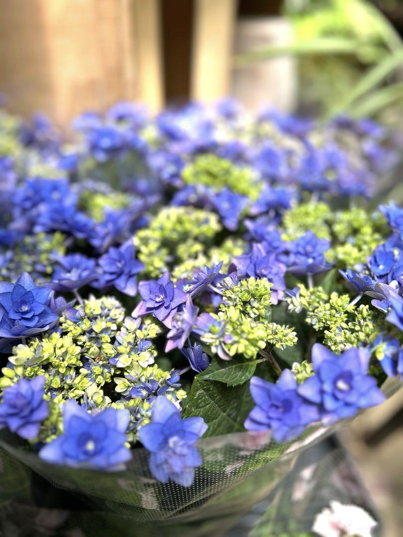 青いアジサイ鉢植え 約50〜60cm