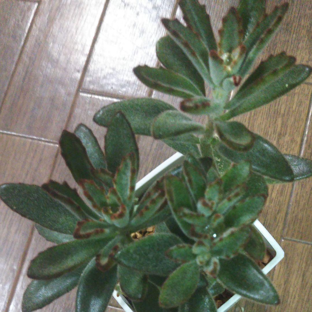 黒兎耳、多肉植物、抜き苗で発送します。