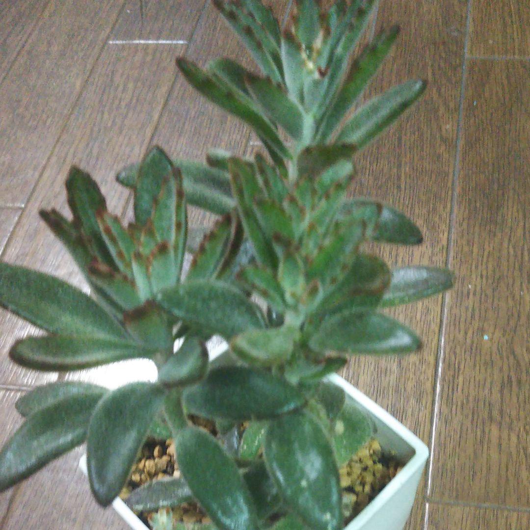 黒兎耳、多肉植物、抜き苗で発送します。