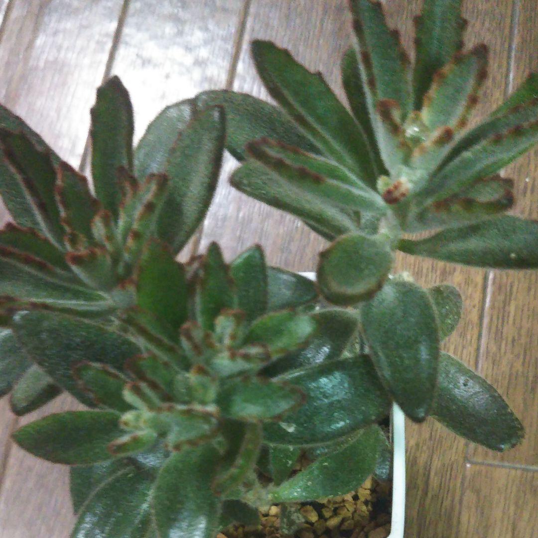 黒兎耳、多肉植物、抜き苗で発送します。